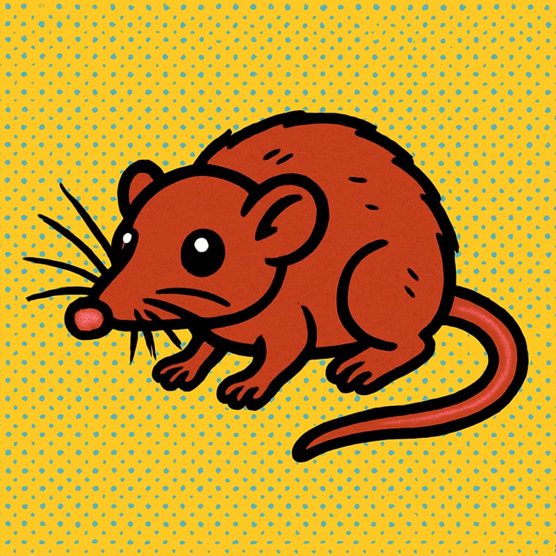 The Etruscan shrew is the world's smallest mammal - and its heart beats 1,500 times a minute.